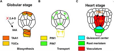 Signaling Overview of Plant Somatic Embryogenesis